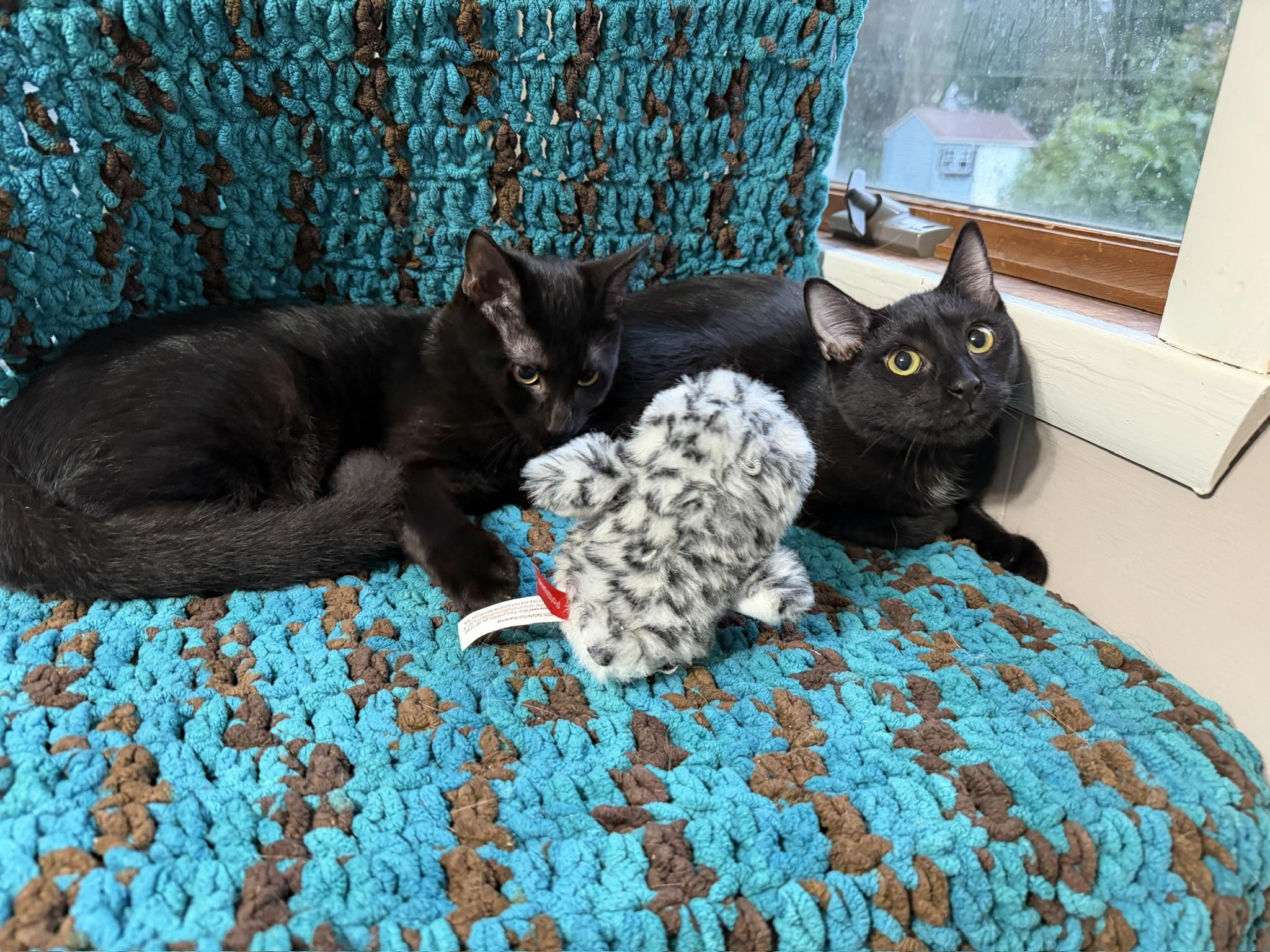 Enlarge Nox & Sutton (bonded kittens), a Adopted Domestic Short Hair in Rochester, NY image 4/4