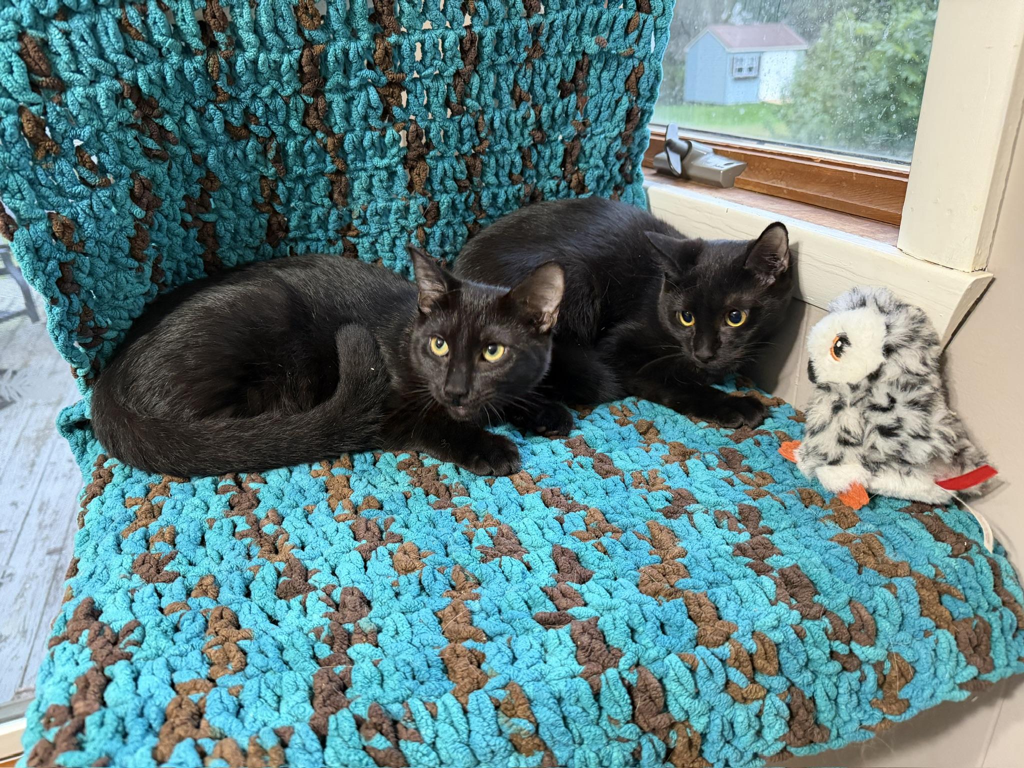 Nox & Sutton (bonded kittens), Adopted, Kitten Male Domestic Short Hair.