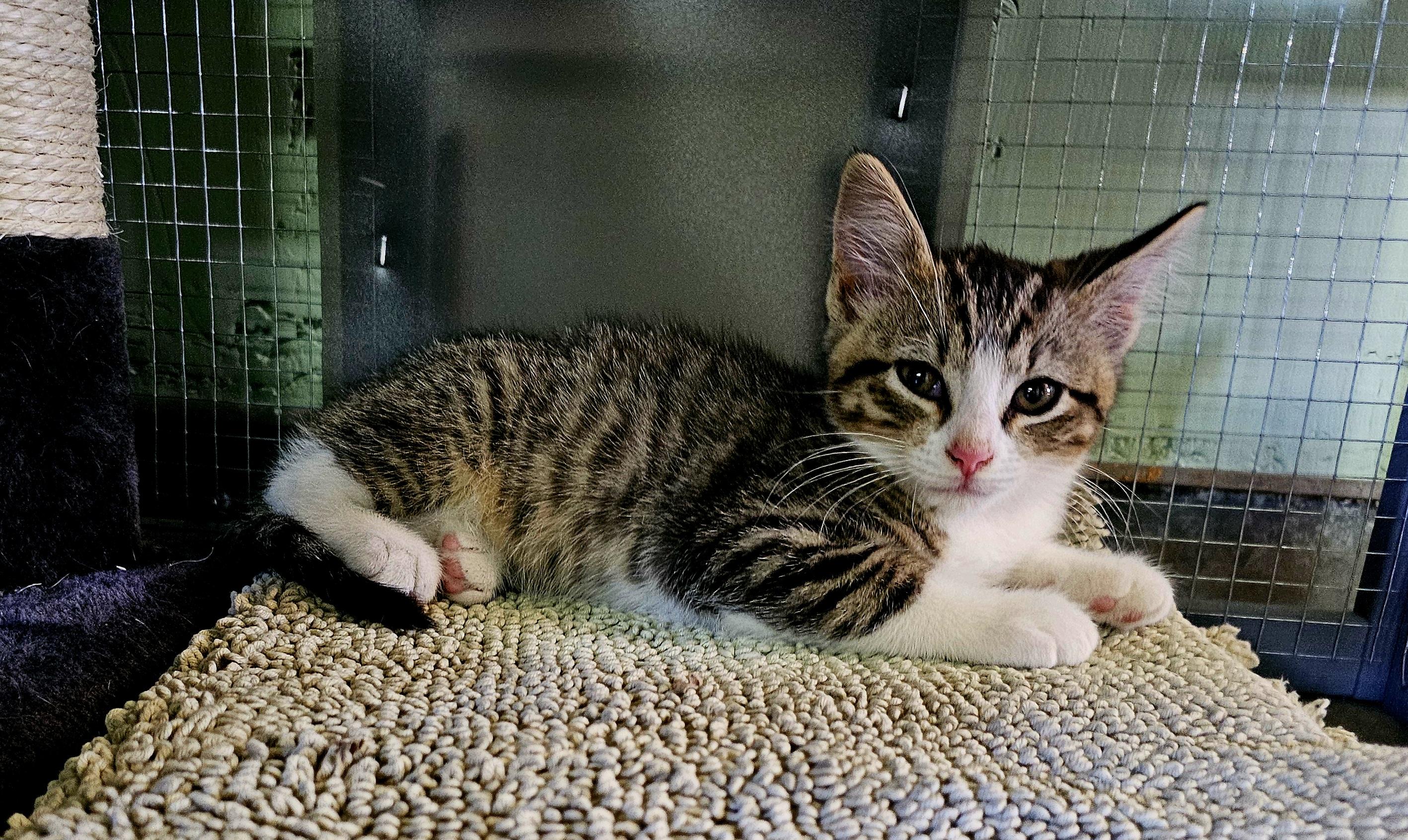 Winifred, an adoptable Domestic Short Hair in Pinedale, WY, 82941 | Photo Image 2