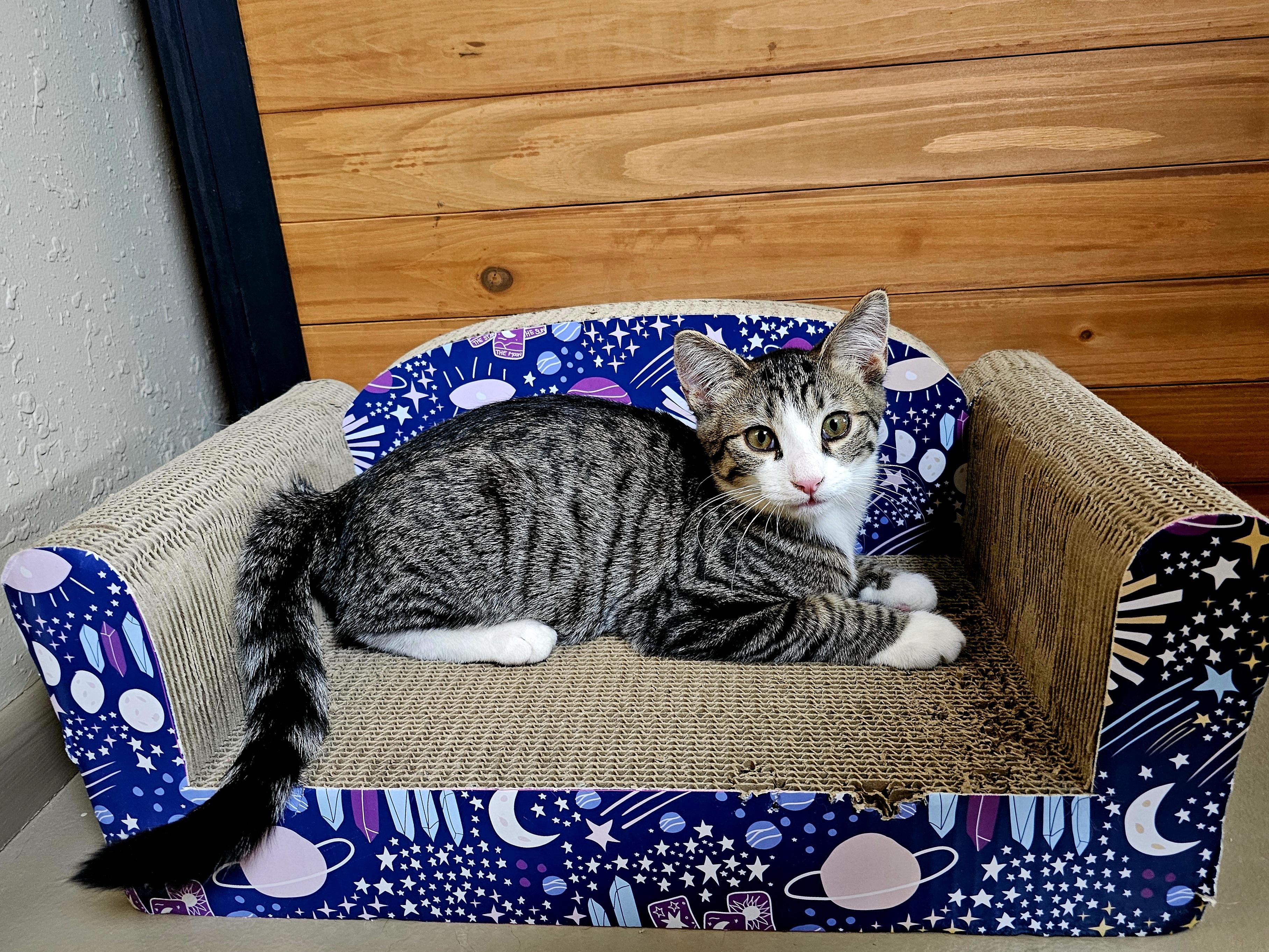 Winifred, an adoptable Domestic Short Hair in Pinedale, WY, 82941 | Photo Image 1