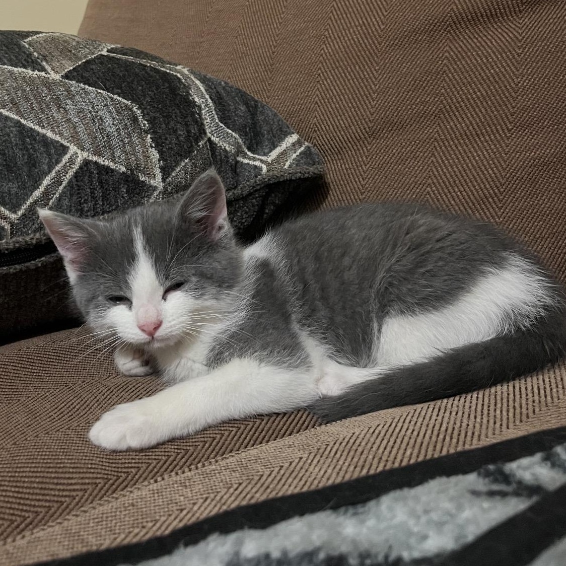 Teddy, an adopted Domestic Short Hair in Louisville, KY image 1/2