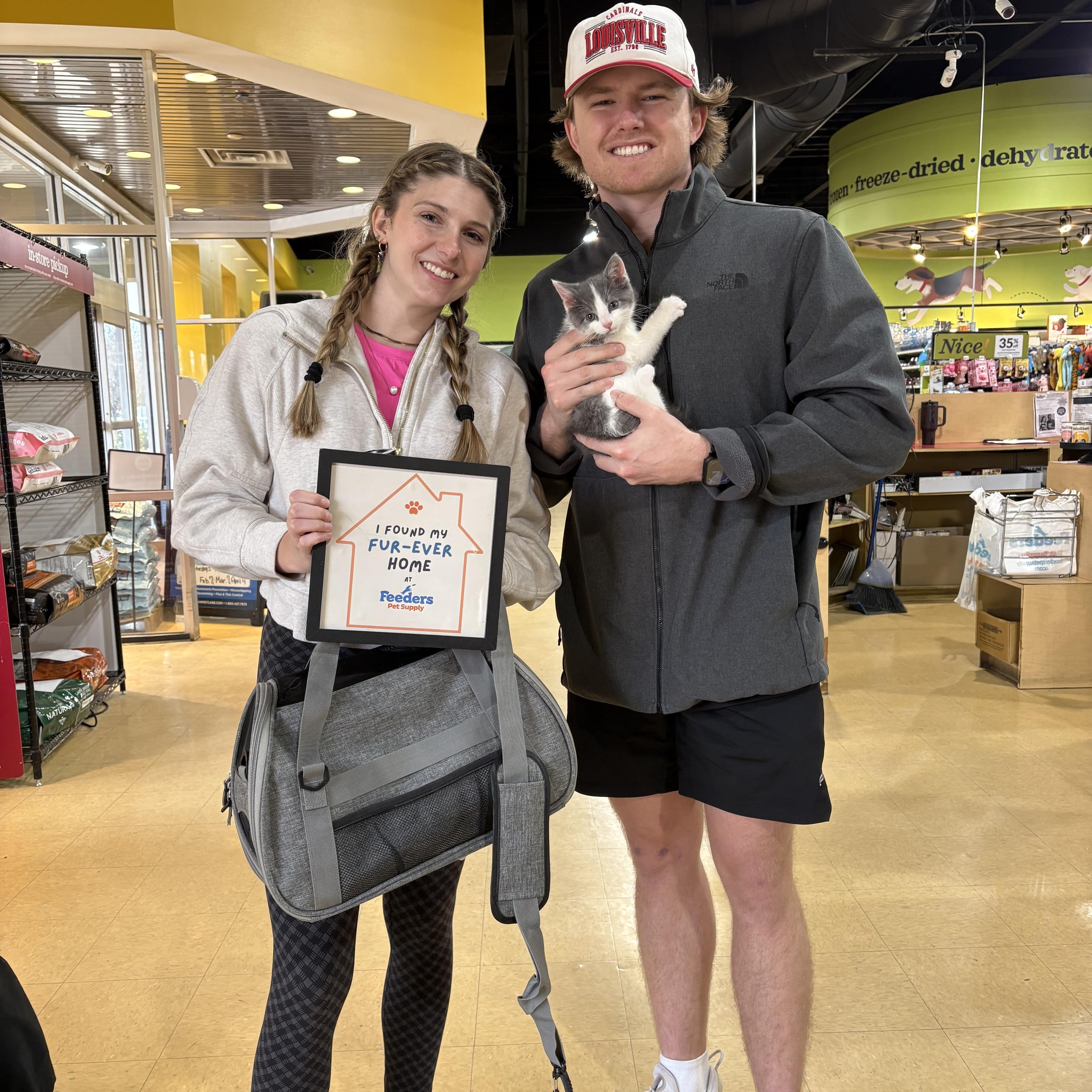 Teddy, an adopted Domestic Short Hair in Louisville, KY image 2/2