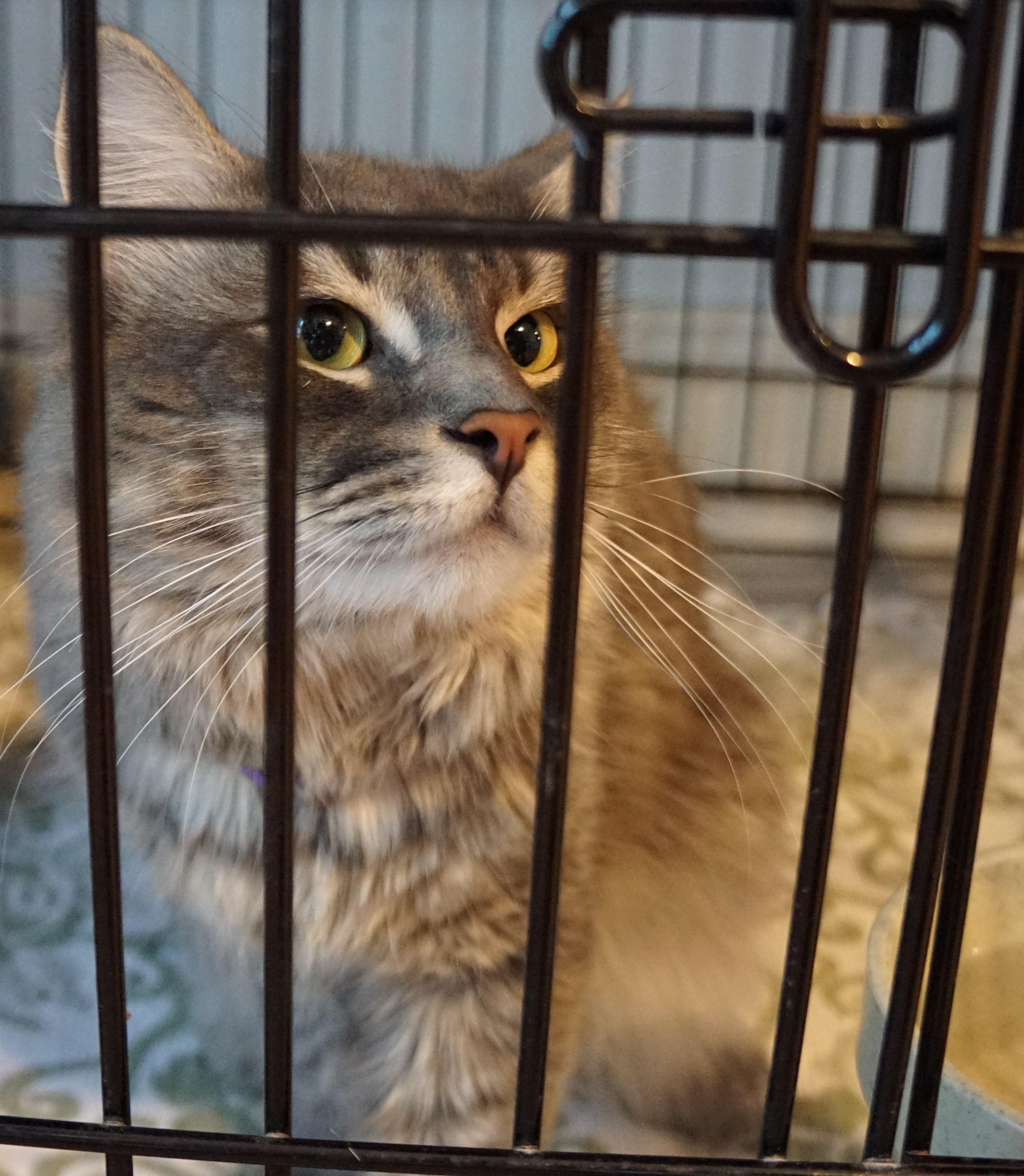 Enlarge Kiko, a Adoptable mixed breed in New Bedford, MA image 3/3