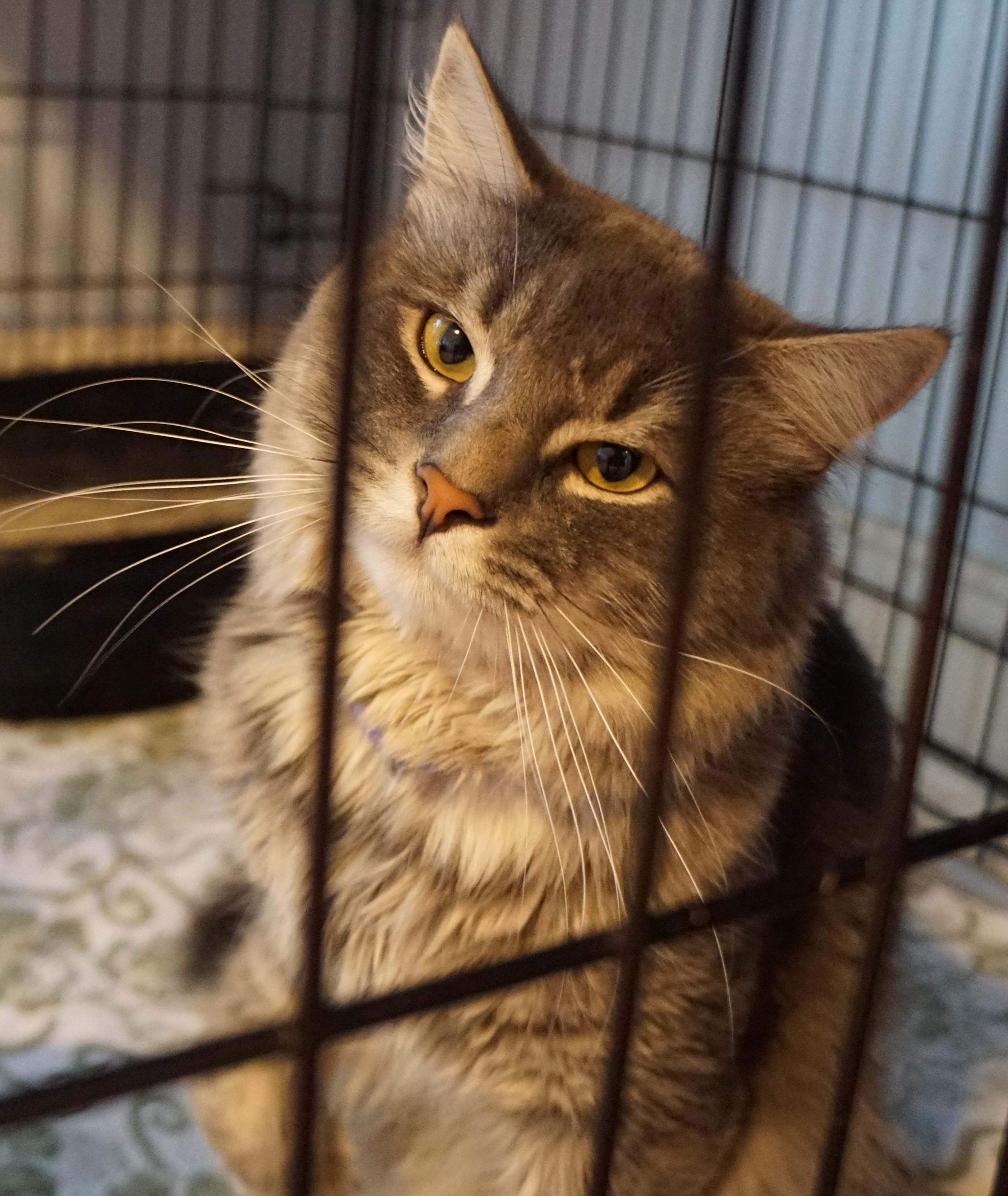 Enlarge Kiko, a Adoptable mixed breed in New Bedford, MA image 2/3