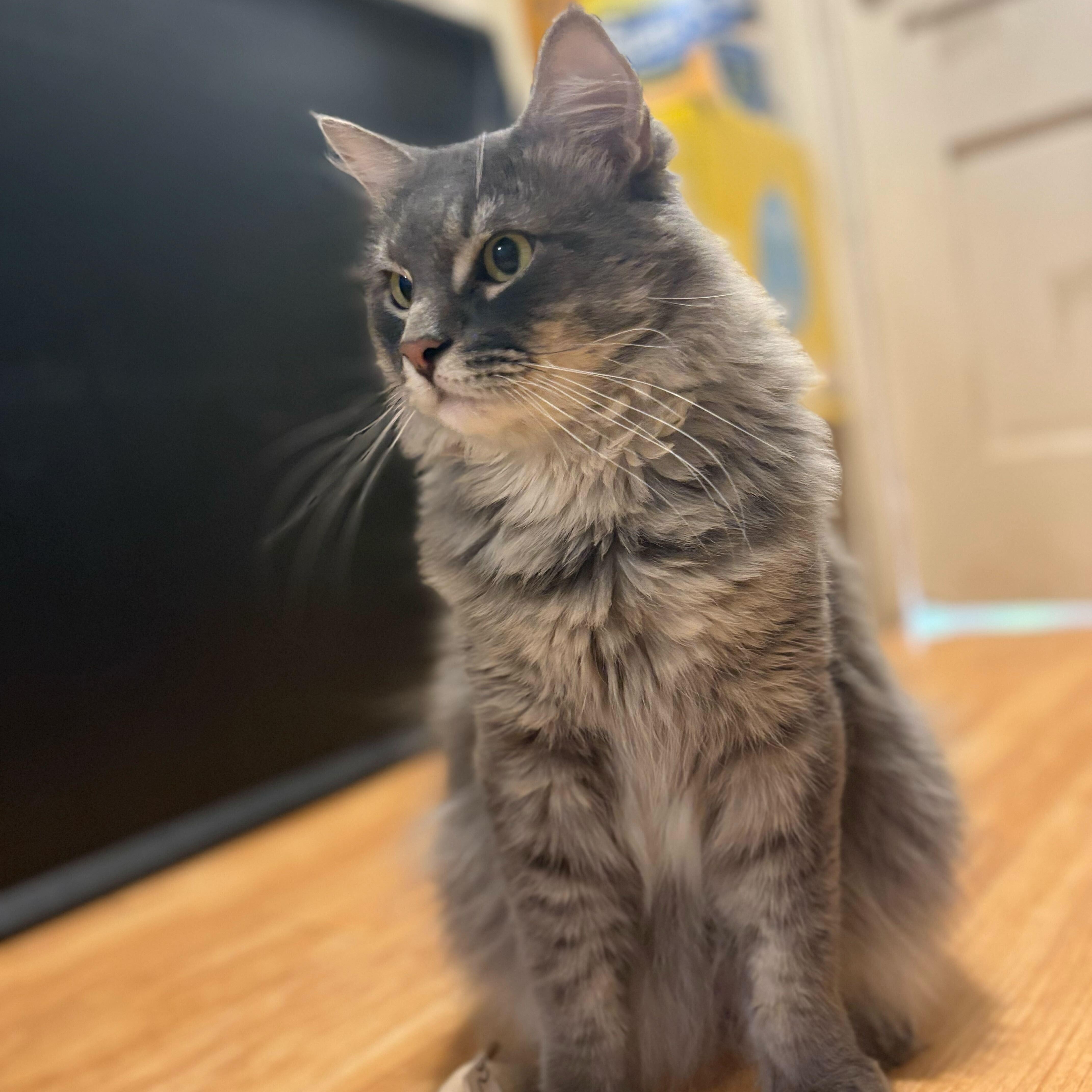 Kiko, Adoptable, Young Male Domestic Long Hair.