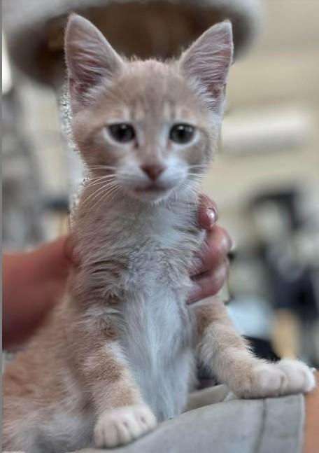 Calvin, Adopted, Kitten Male Domestic Short Hair.