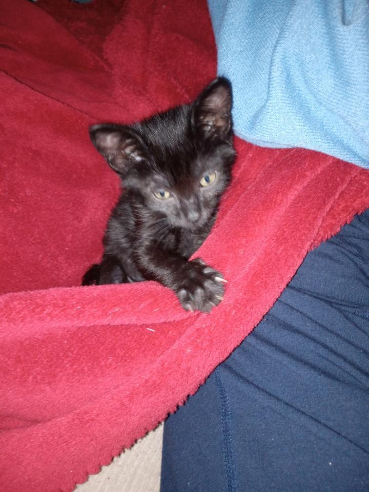 Sirius, Adopted, Kitten Male Domestic Short Hair.