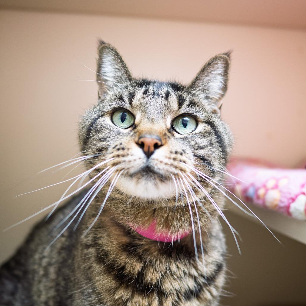 Zoe, Adoptable, Senior Female Domestic Short Hair.