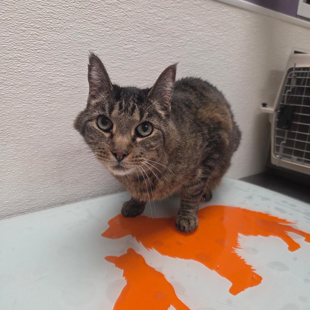 Zoe, a Adoptable Domestic Short Hair in Albuquerque, NM image 2/3