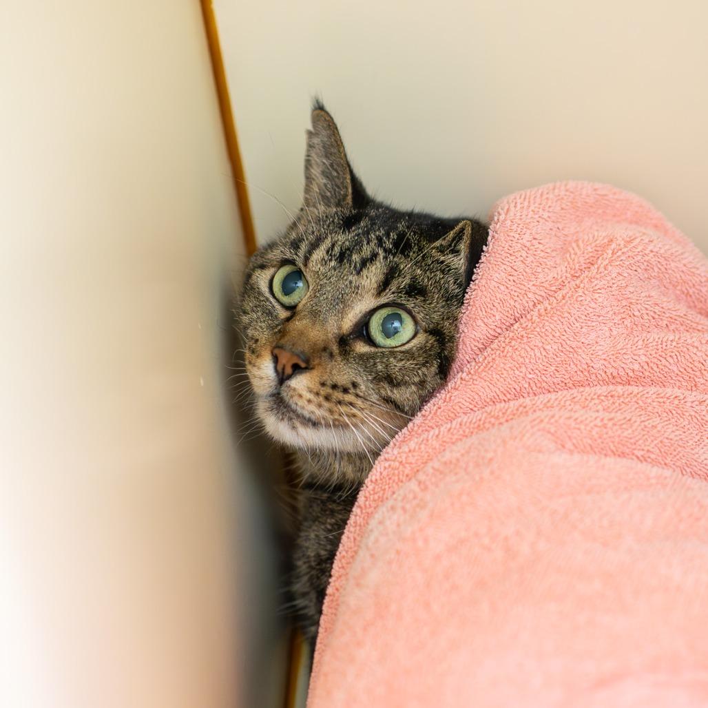 Zoe, a Adoptable Domestic Short Hair in Albuquerque, NM image 3/3