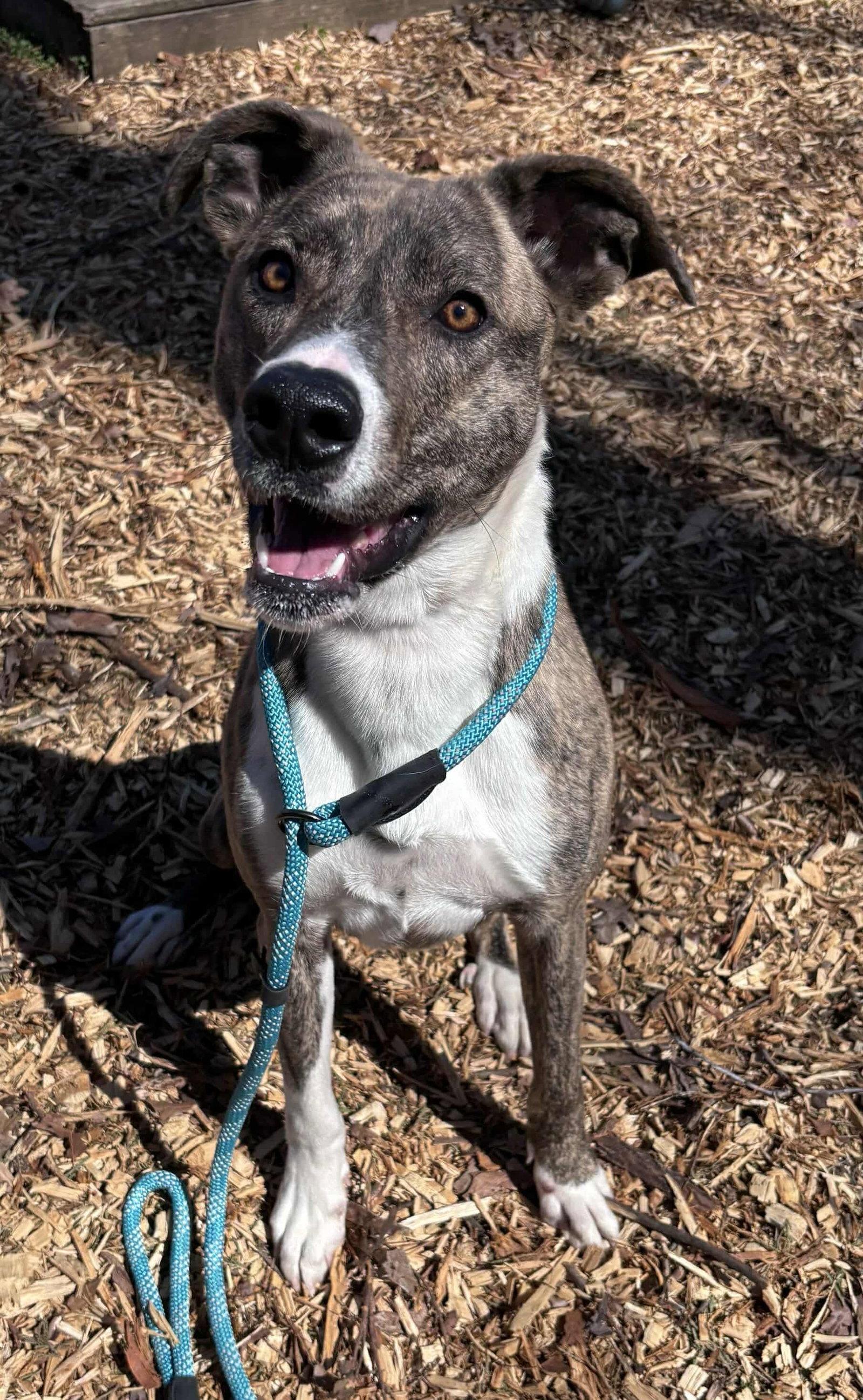 Enlarge Sophia: Not at the shelter (Alan), a Adoptable mixed breed in Rustburg, VA image 1/3