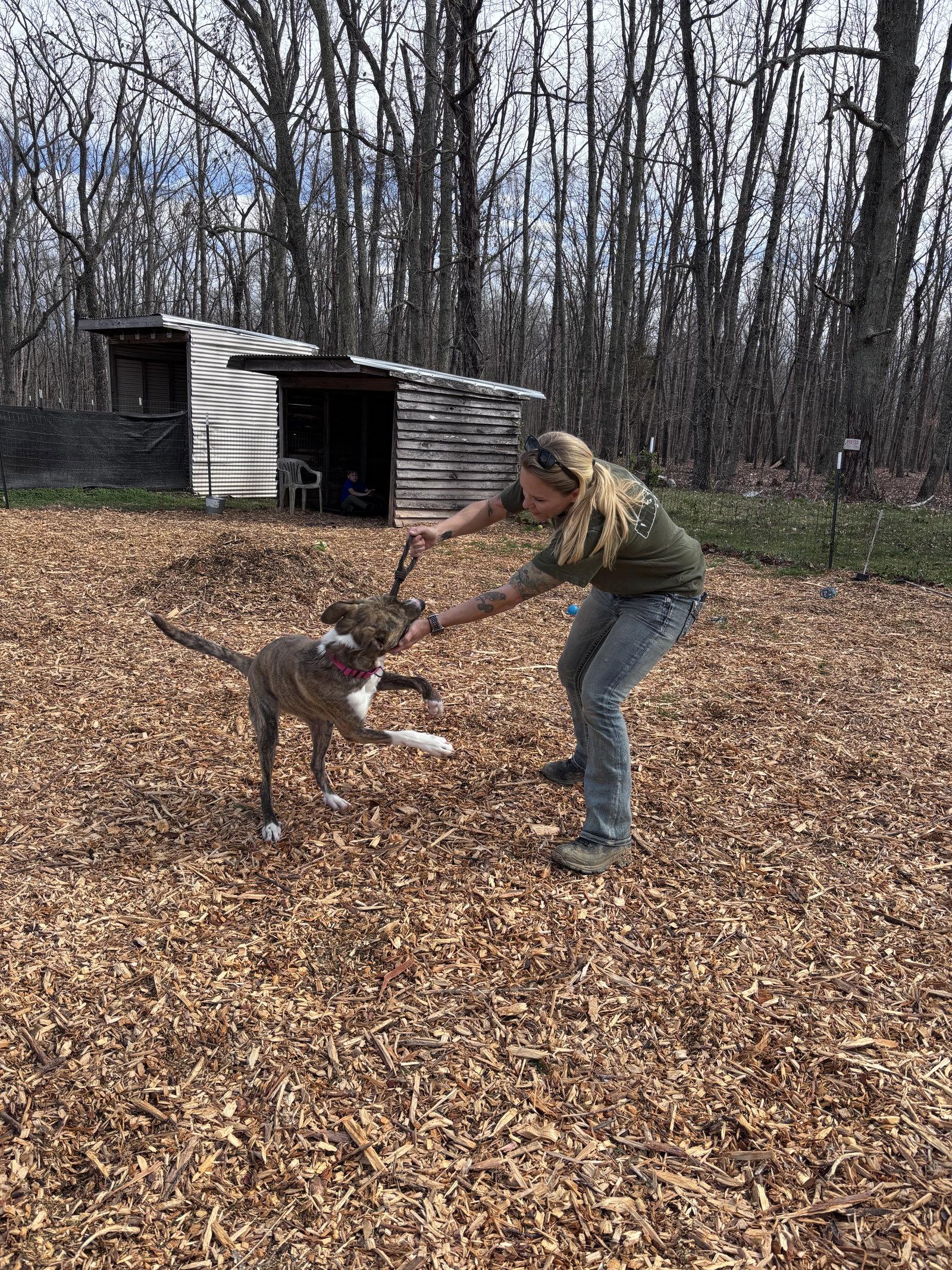 Enlarge Sophia: Not at the shelter (Alan), a Adoptable mixed breed in Rustburg, VA image 2/3