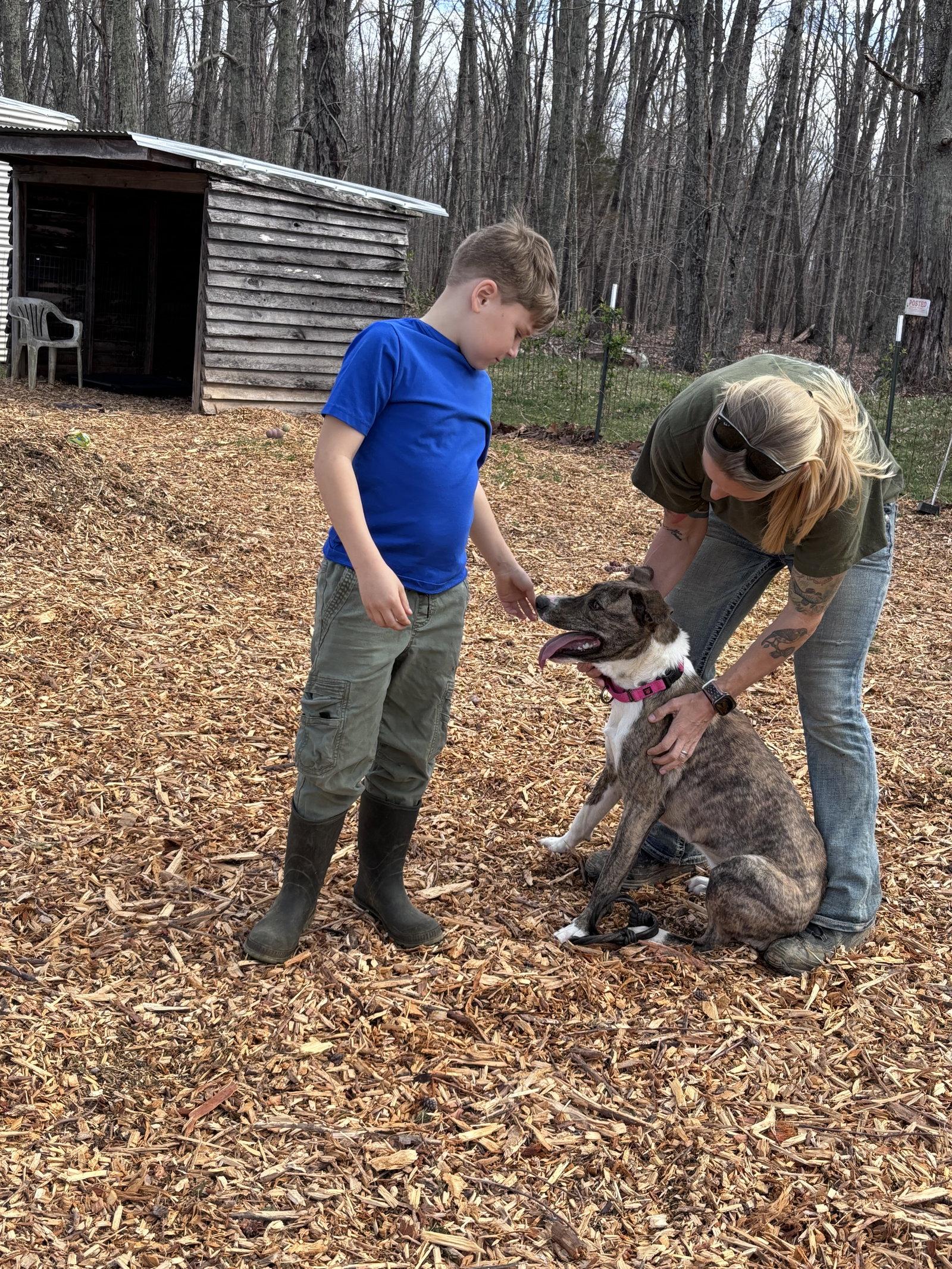 Enlarge Sophia: Not at the shelter (Alan), a Adoptable mixed breed in Rustburg, VA image 3/3