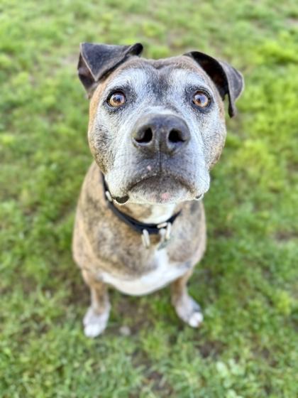 Tiger, ADOPTABLE, Senior Male Mixed Breed.