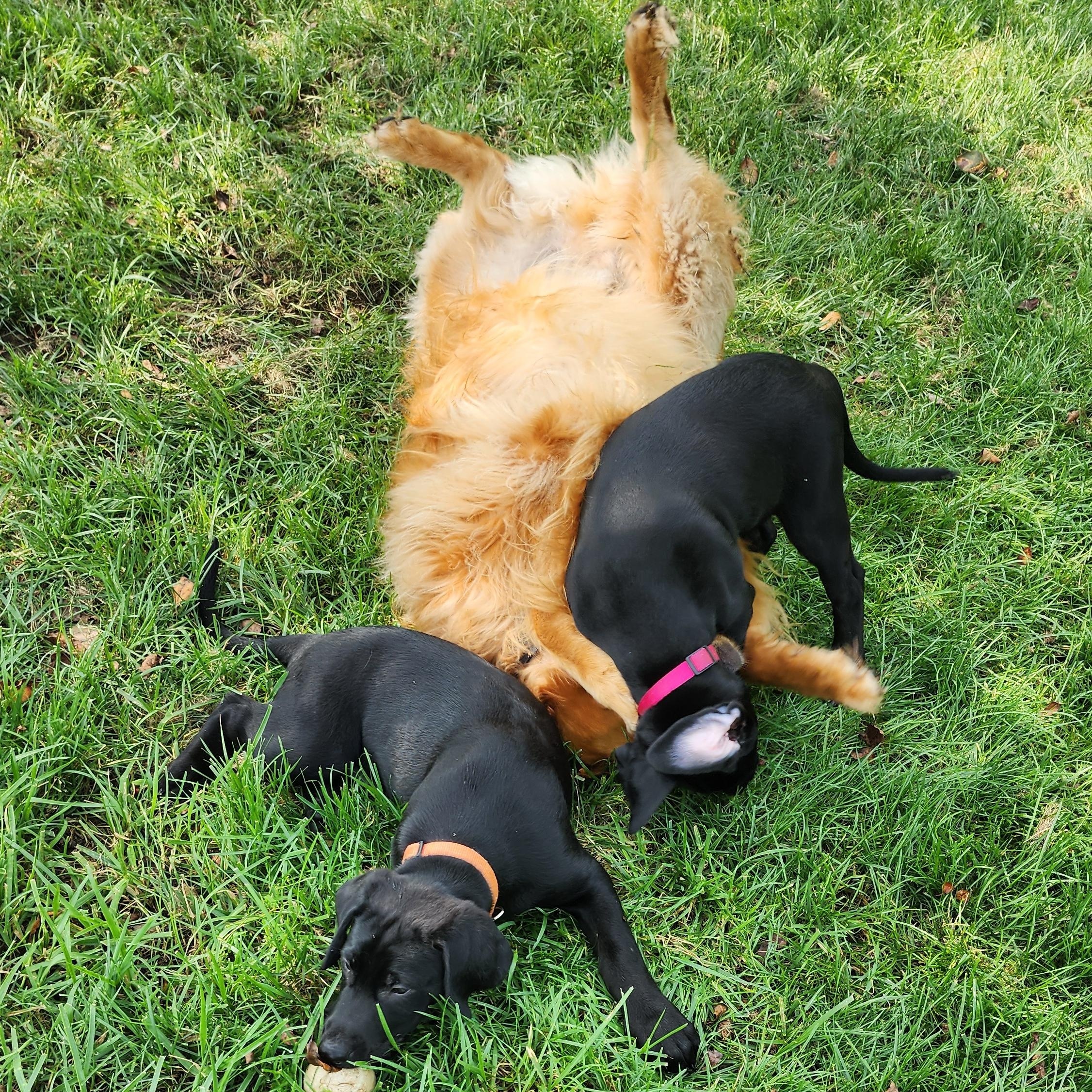 Enlarge Georgia, a Adoptable Labrador Retriever in Indianapolis, IN image 6/6