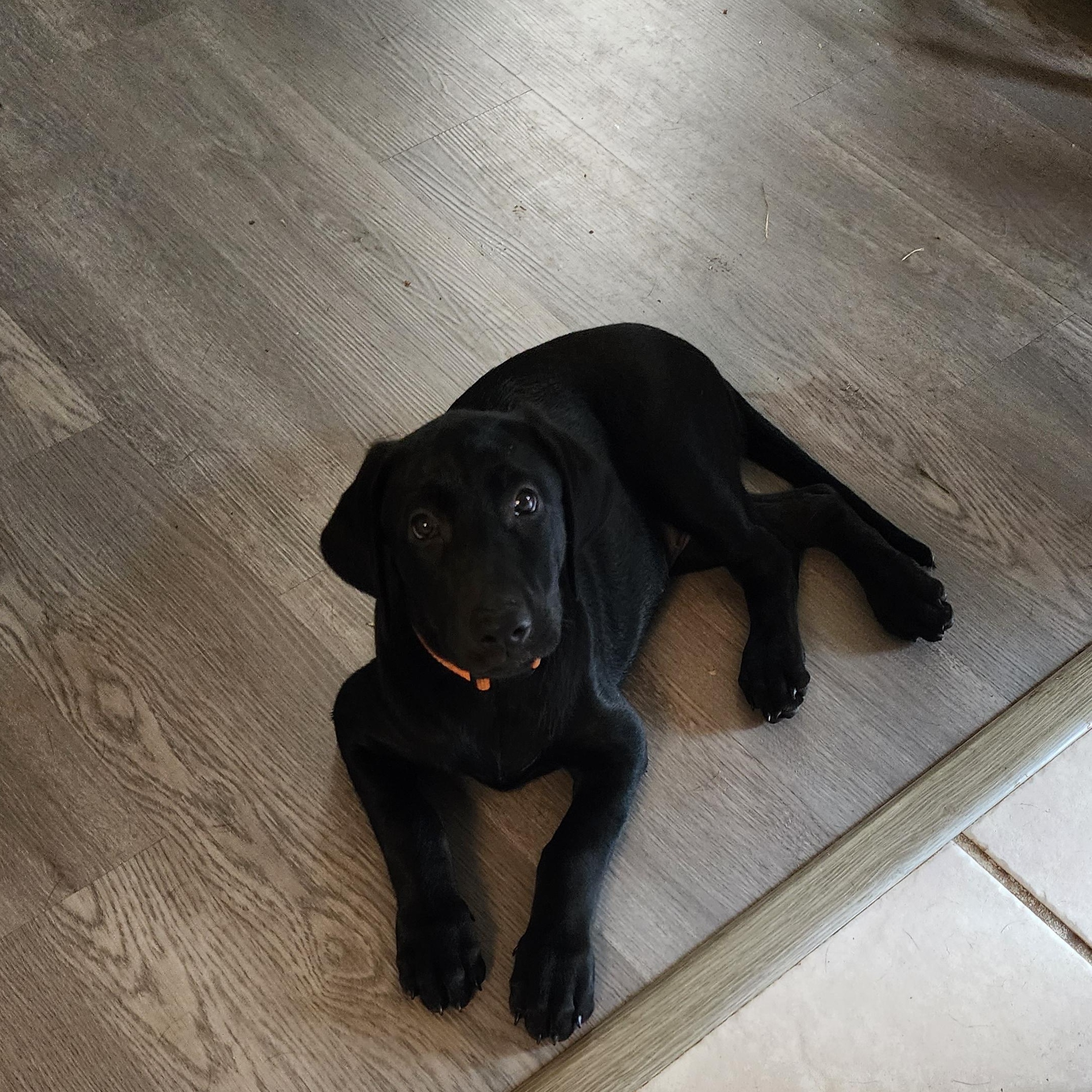 Enlarge Georgia, a Adoptable Labrador Retriever in Indianapolis, IN image 2/6