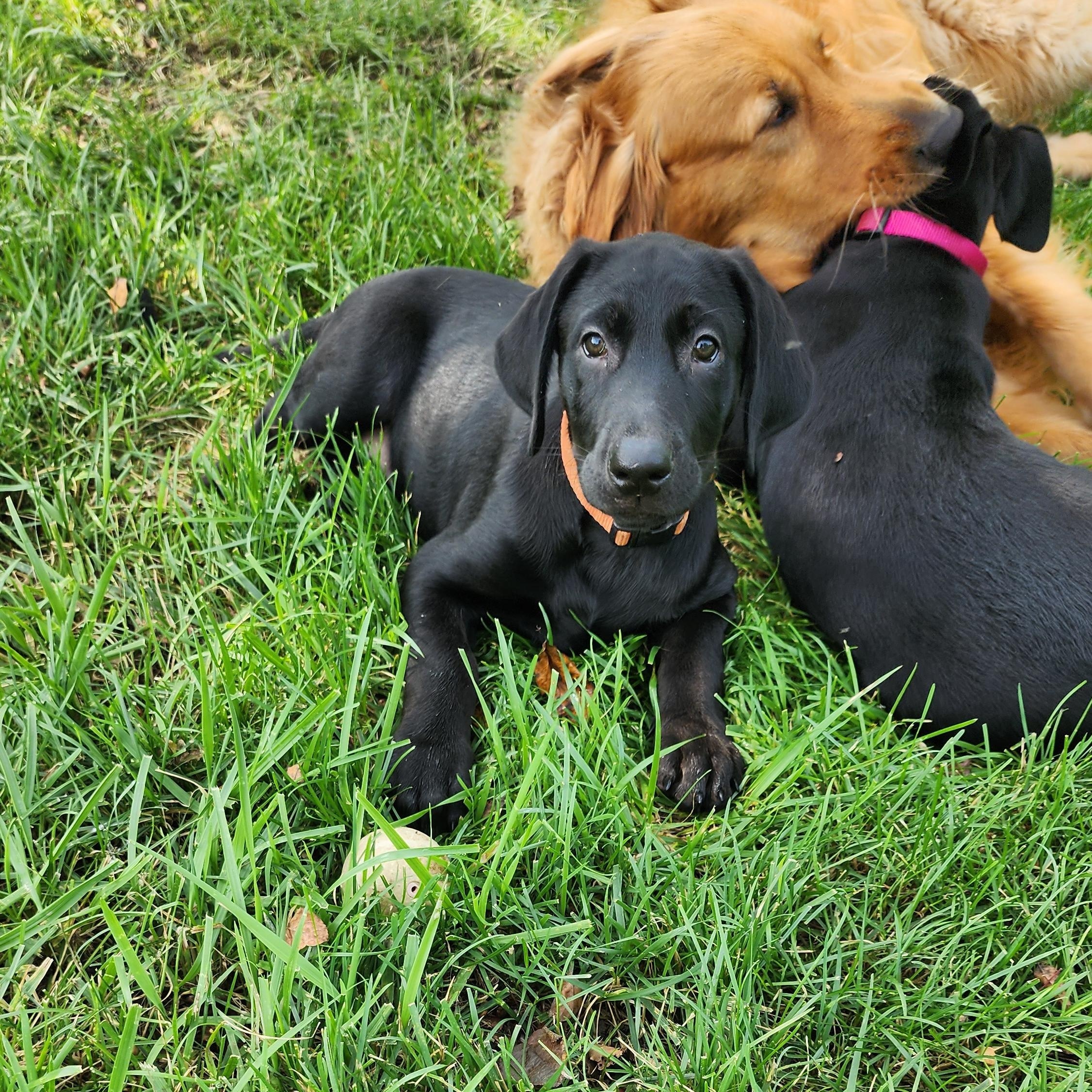 Enlarge Georgia, a Adoptable Labrador Retriever in Indianapolis, IN image 3/6