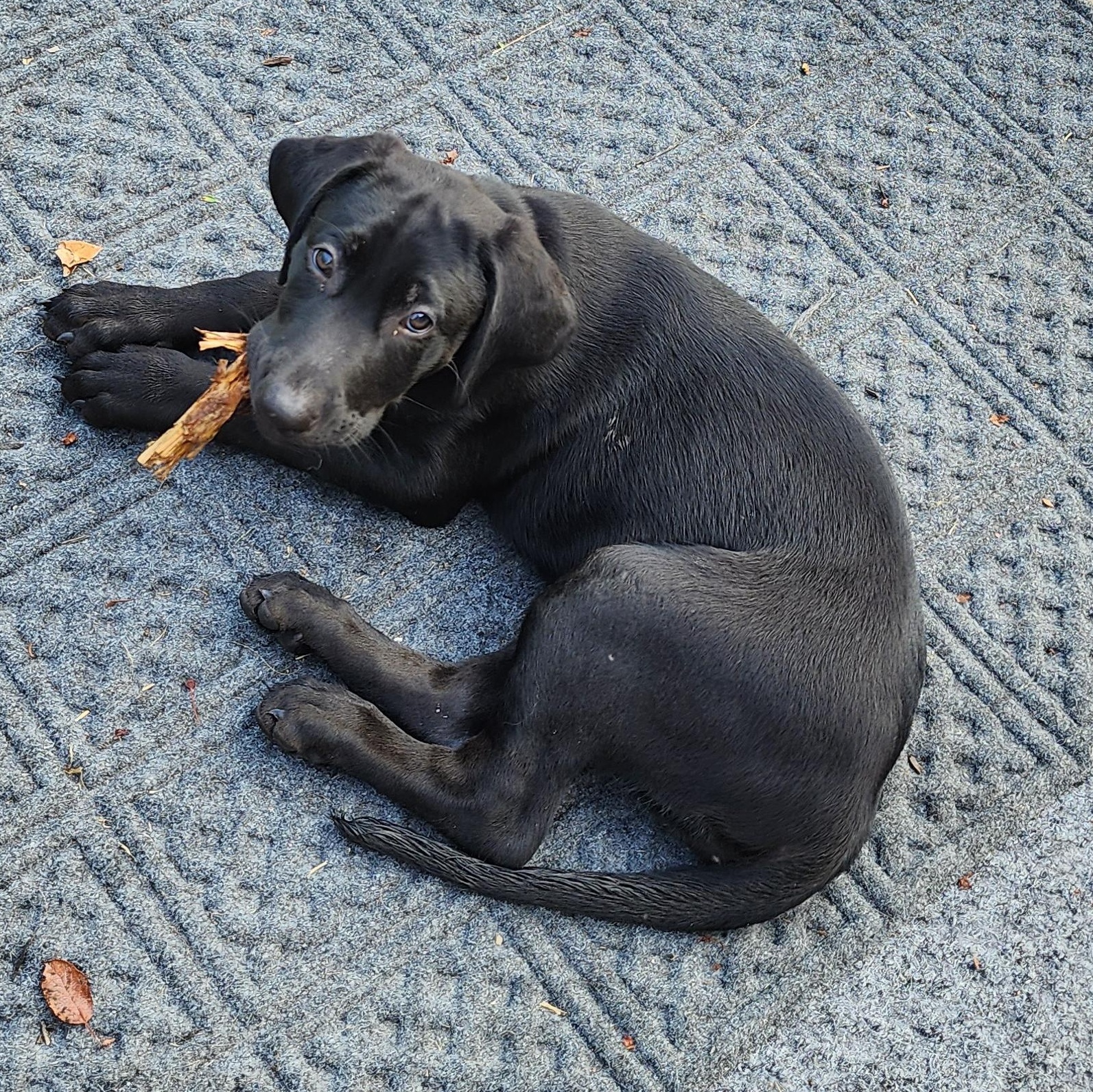 Enlarge Georgia, a Adoptable Labrador Retriever in Indianapolis, IN image 4/6