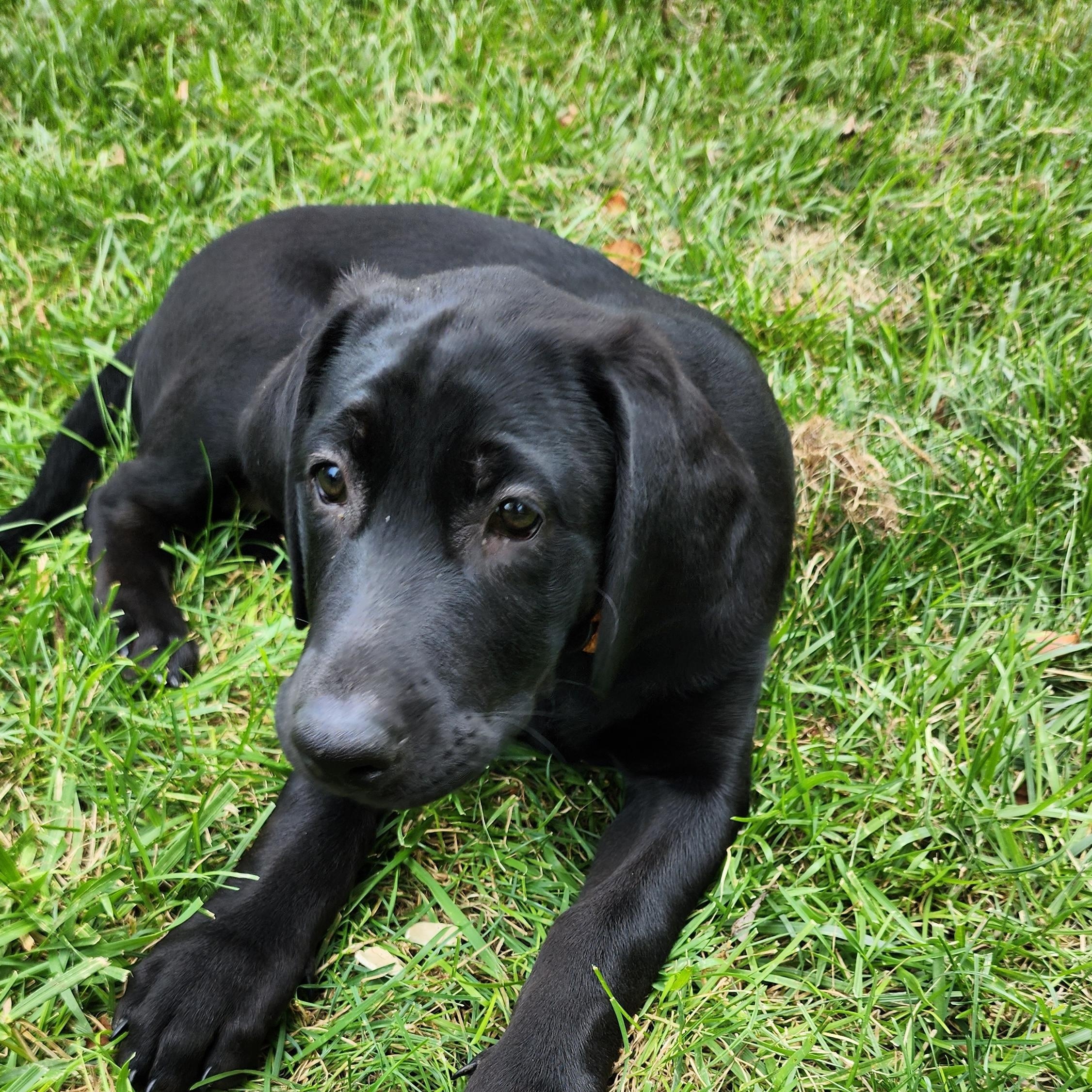 Georgia, Adoptable, Puppy Female Labrador Retriever.