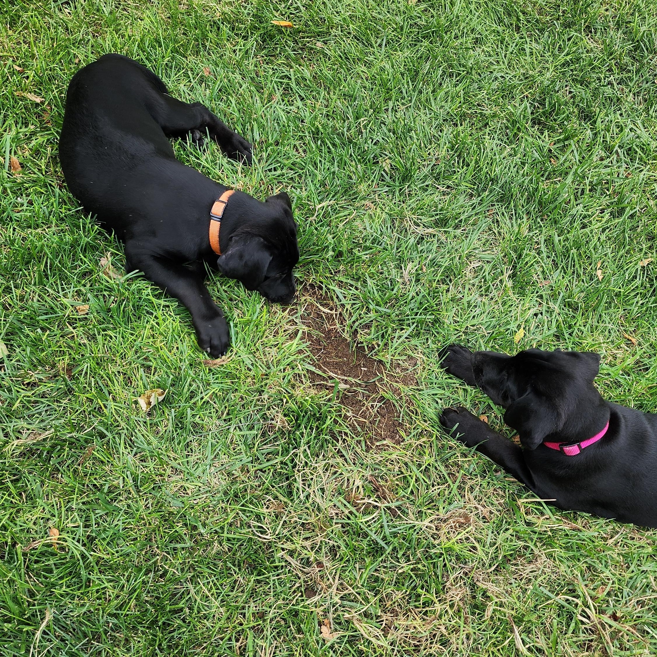 Enlarge Georgia, a Adoptable Labrador Retriever in Indianapolis, IN image 5/6