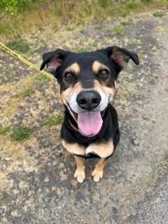 Cooper, a ADOPTABLE mixed breed in Reedsport, OR image 1/6