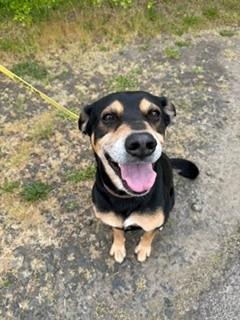 Cooper, a ADOPTABLE mixed breed in Reedsport, OR image 5/6