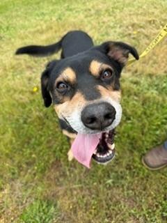 Cooper, a ADOPTABLE mixed breed in Reedsport, OR image 3/6