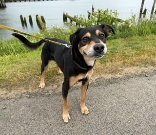 Cooper, a ADOPTABLE mixed breed in Reedsport, OR image 2/6