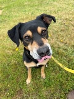 Cooper, a ADOPTABLE mixed breed in Reedsport, OR image 4/6