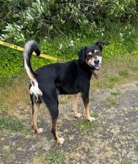 Cooper, a ADOPTABLE mixed breed in Reedsport, OR image 6/6