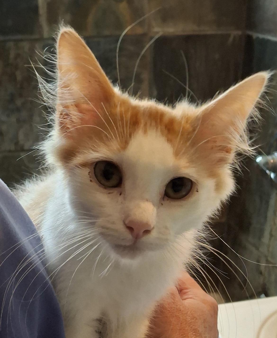 Apawllo, ADOPTABLE, Young Male Domestic Medium Hair.