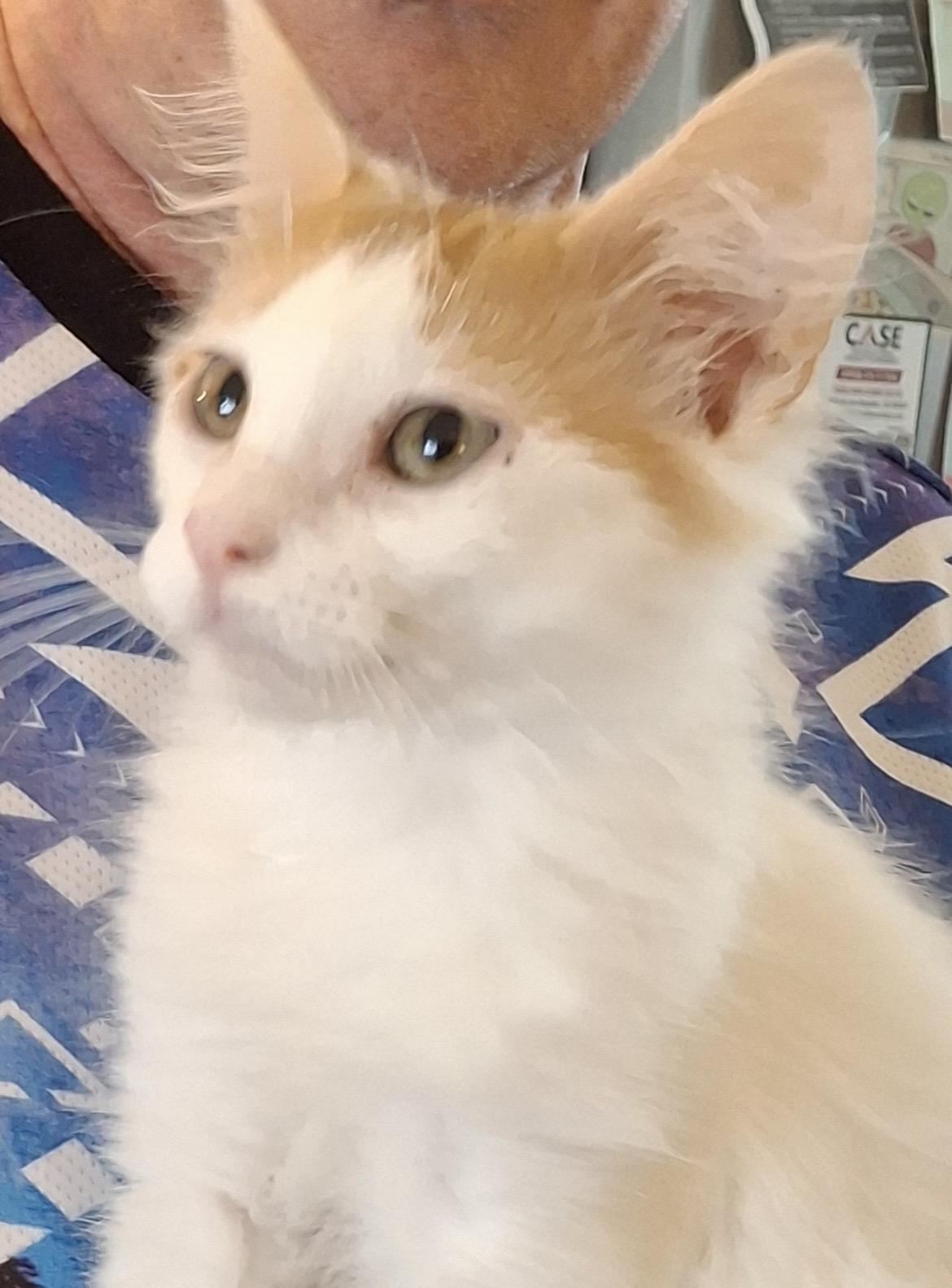 Apawllo, a ADOPTABLE Domestic Medium Hair in Wheat Ridge, CO image 2/3