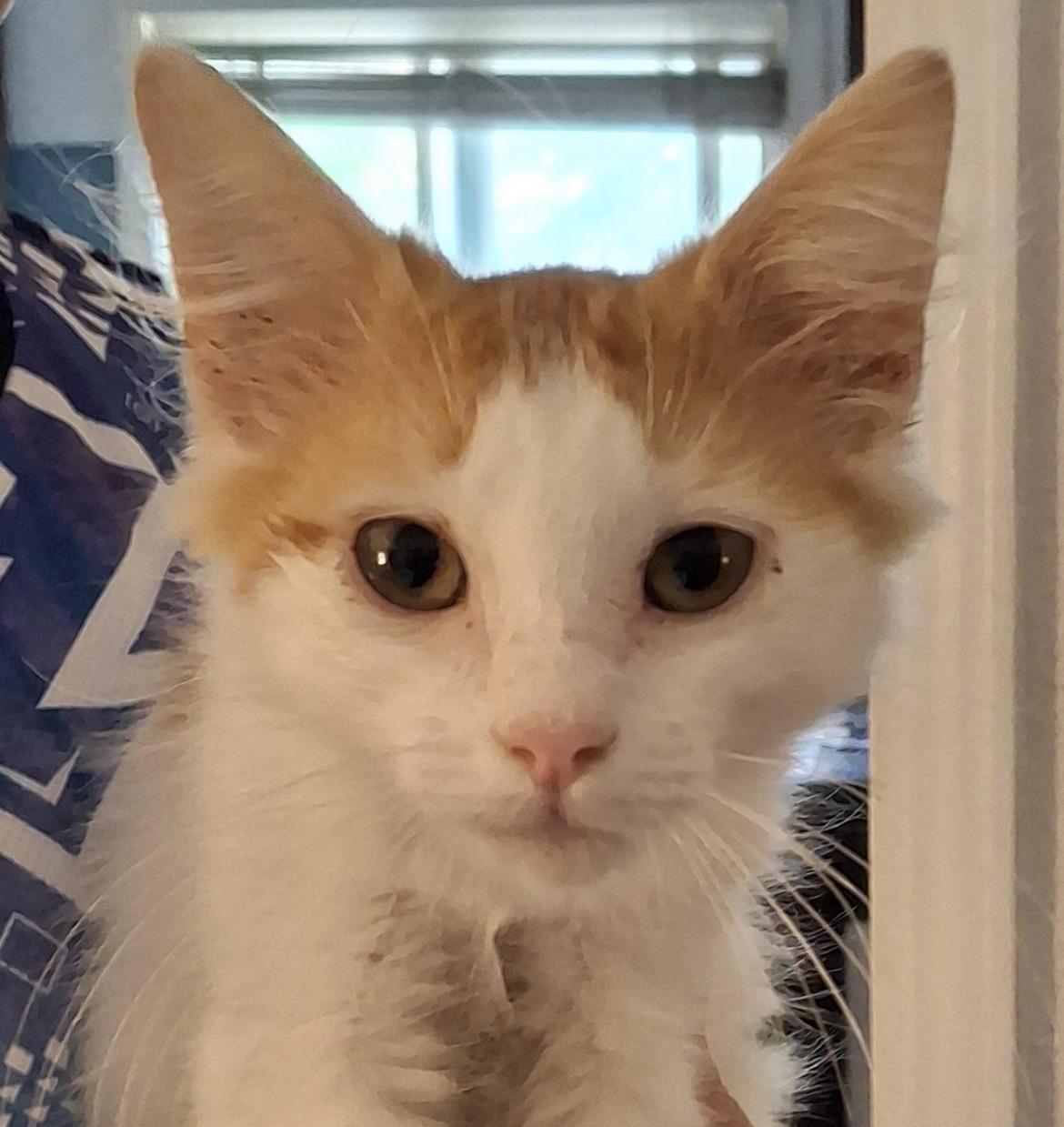 Apawllo, a ADOPTABLE Domestic Medium Hair in Wheat Ridge, CO image 3/3