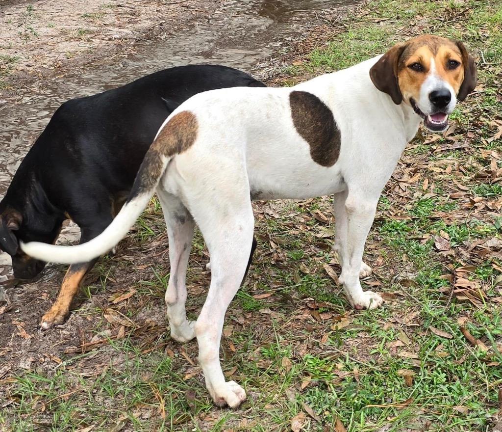 Enlarge Avery, a Adoptable Treeing Walker Coonhound in Waynesville, GA image 1/6
