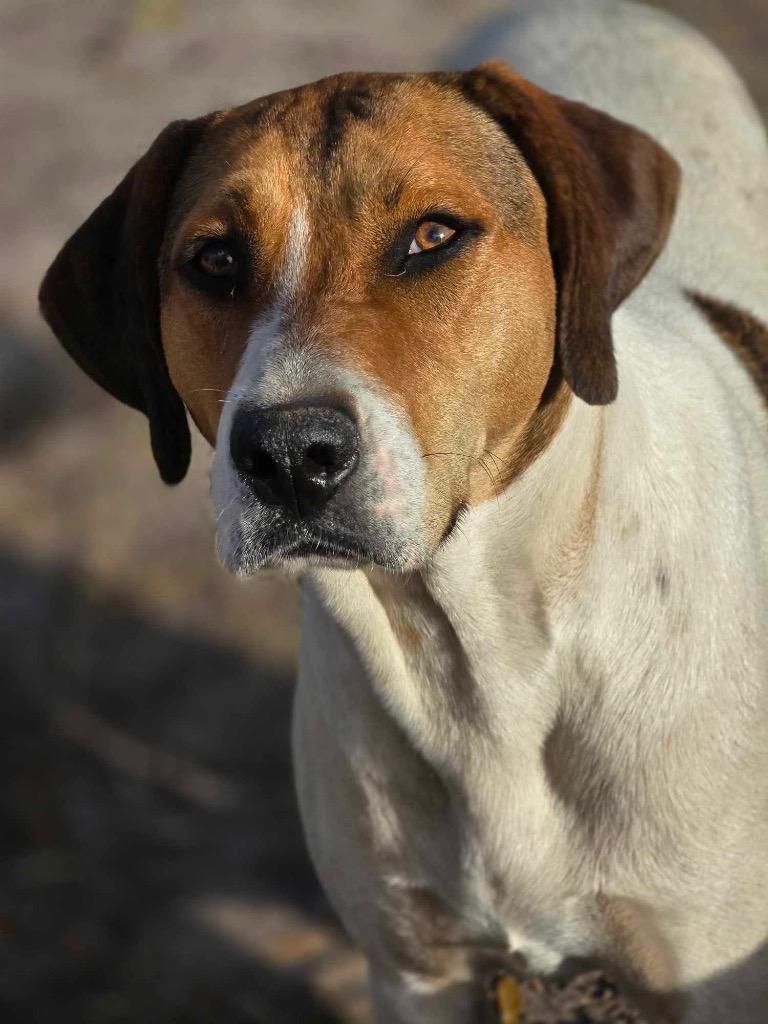 Enlarge Avery, a Adoptable Treeing Walker Coonhound in Waynesville, GA image 2/6