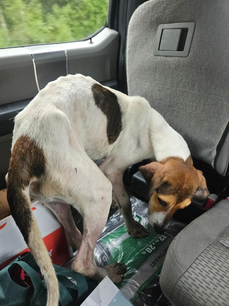 Enlarge Avery, a Adoptable Treeing Walker Coonhound in Waynesville, GA image 3/6