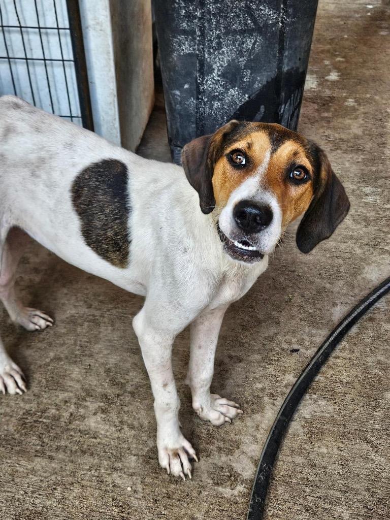 Enlarge Avery, a Adoptable Treeing Walker Coonhound in Waynesville, GA image 4/6