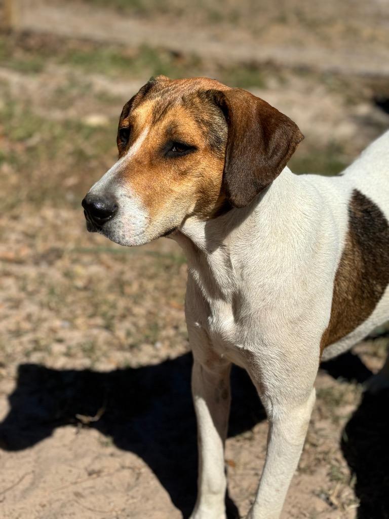 Enlarge Avery, a Adoptable Treeing Walker Coonhound in Waynesville, GA image 5/6