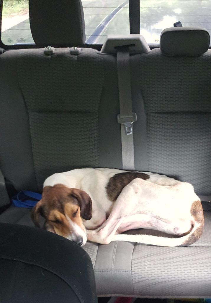 Enlarge Avery, a Adoptable Treeing Walker Coonhound in Waynesville, GA image 6/6
