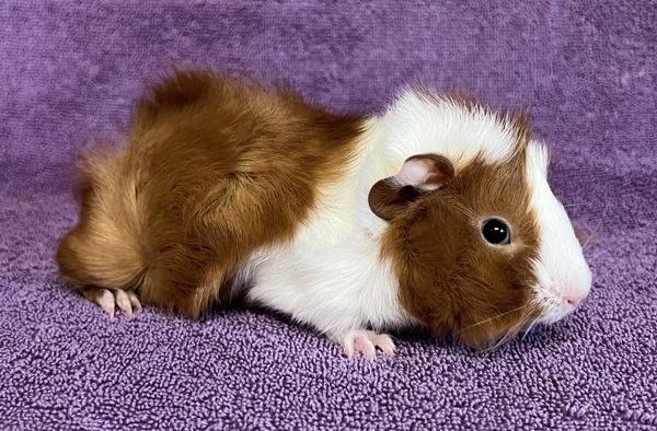 Quartz, Adoptable, Baby Male Guinea Pig.