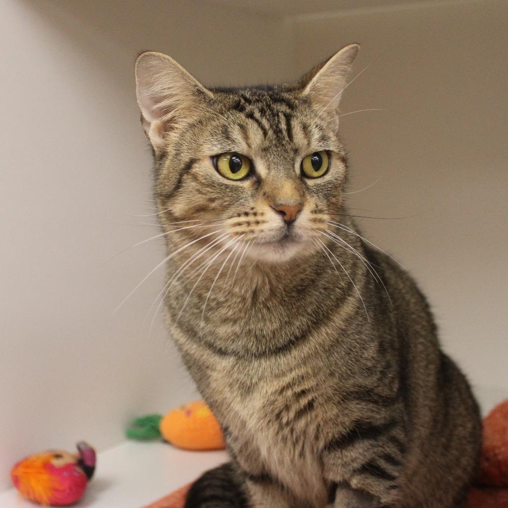 Enlarge Stormy, a Adopted Domestic Short Hair in Champaign, IL image 1/3