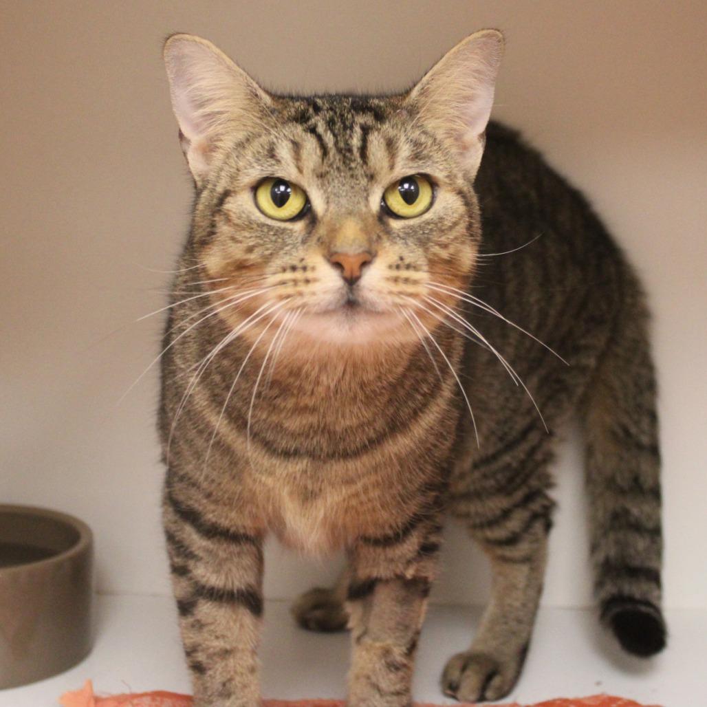 Enlarge Stormy, a Adopted Domestic Short Hair in Champaign, IL image 2/3