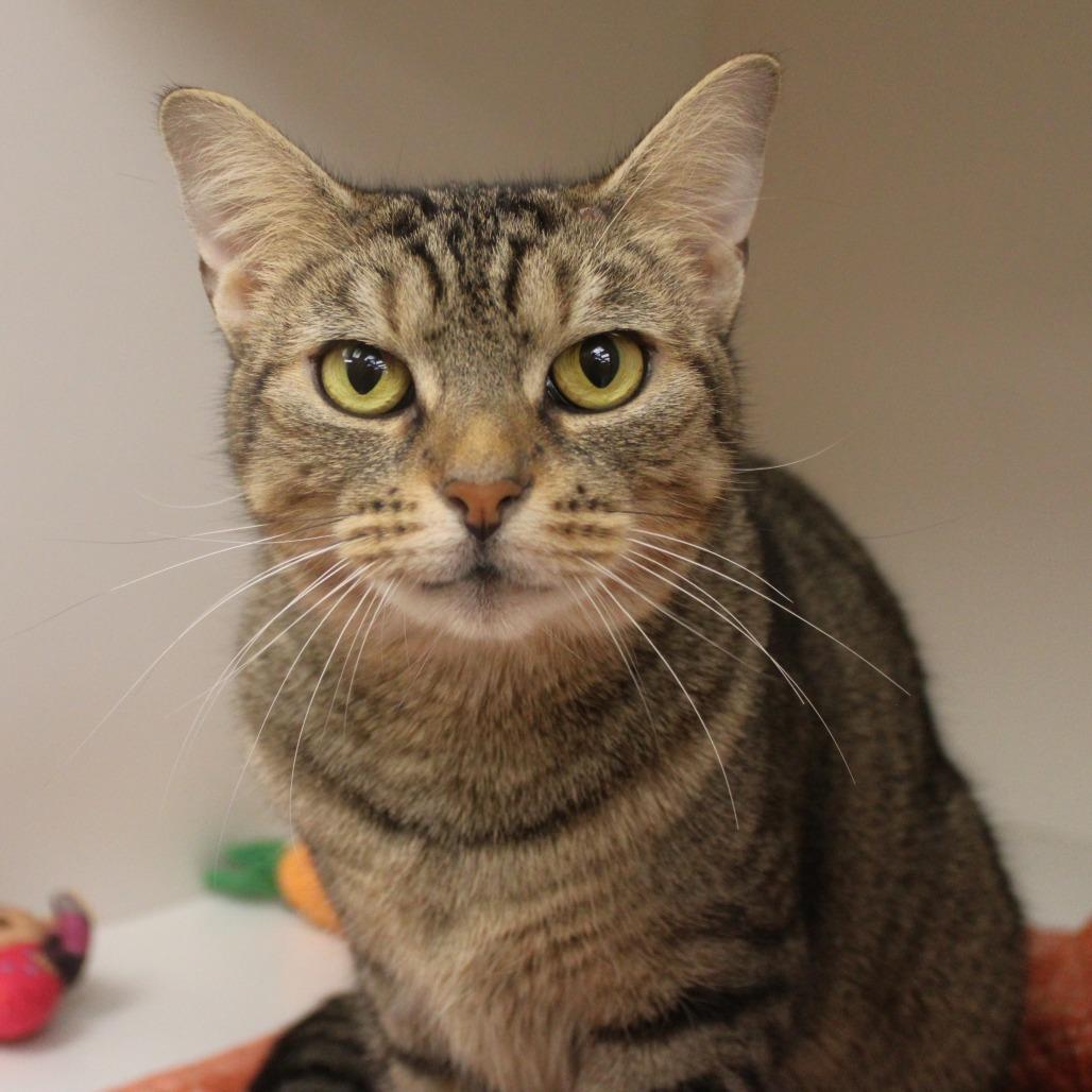 Enlarge Stormy, a Adopted Domestic Short Hair in Champaign, IL image 3/3