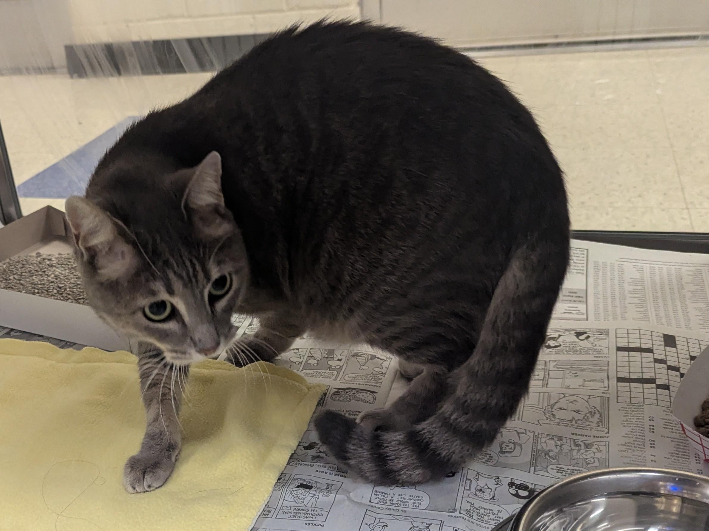 Crystal A213509