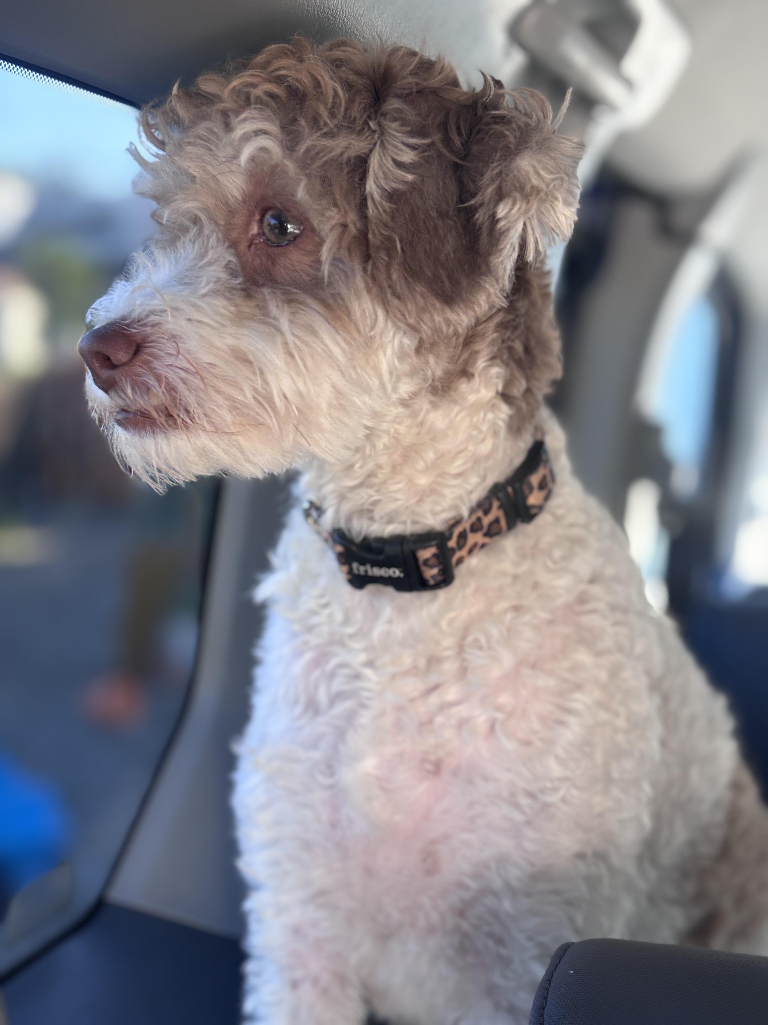 Enlarge Penny, an adopted Goldendoodle in Corona, CA image 1/2