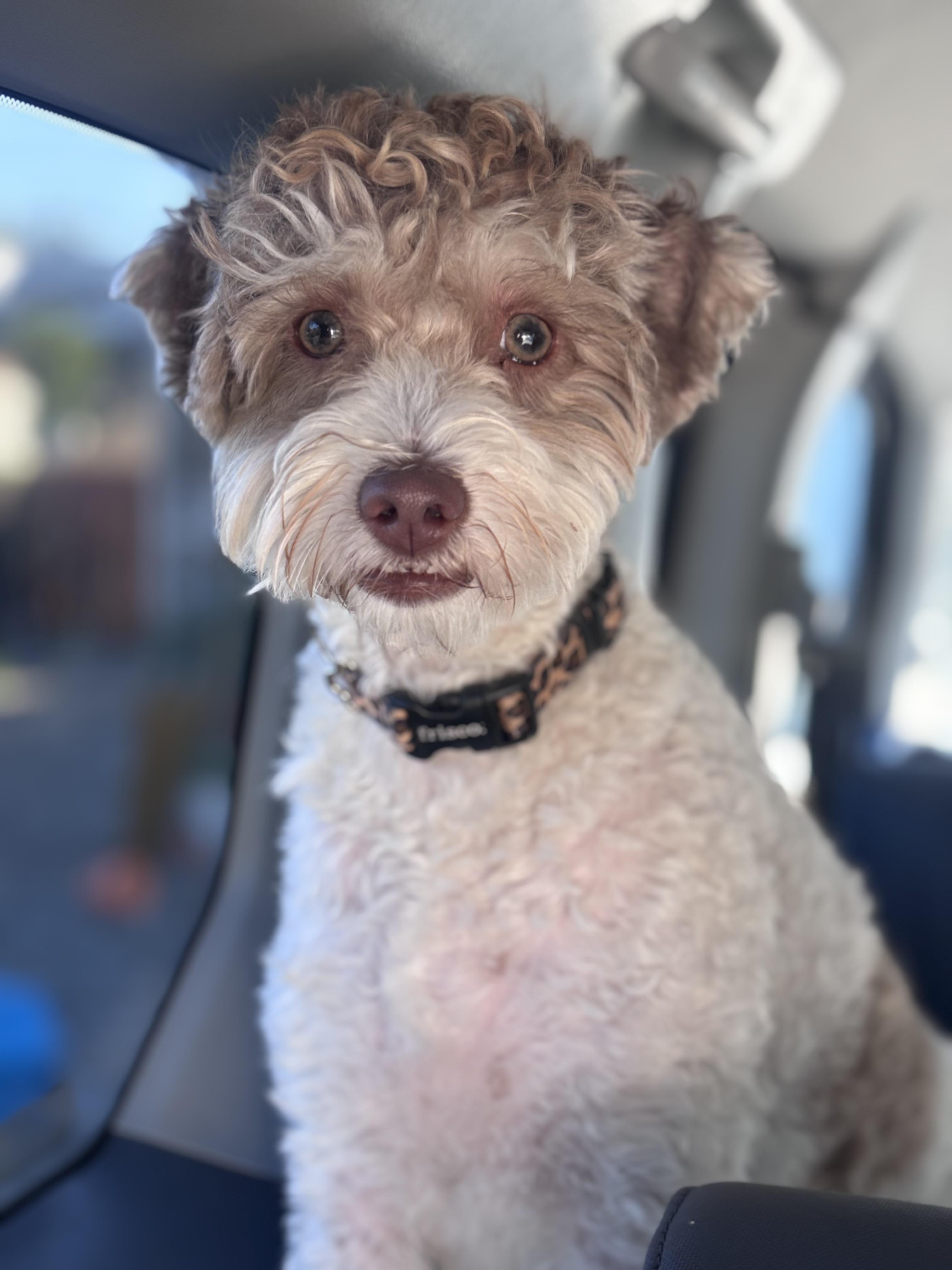 Enlarge Penny, an adopted Goldendoodle in Corona, CA image 2/2