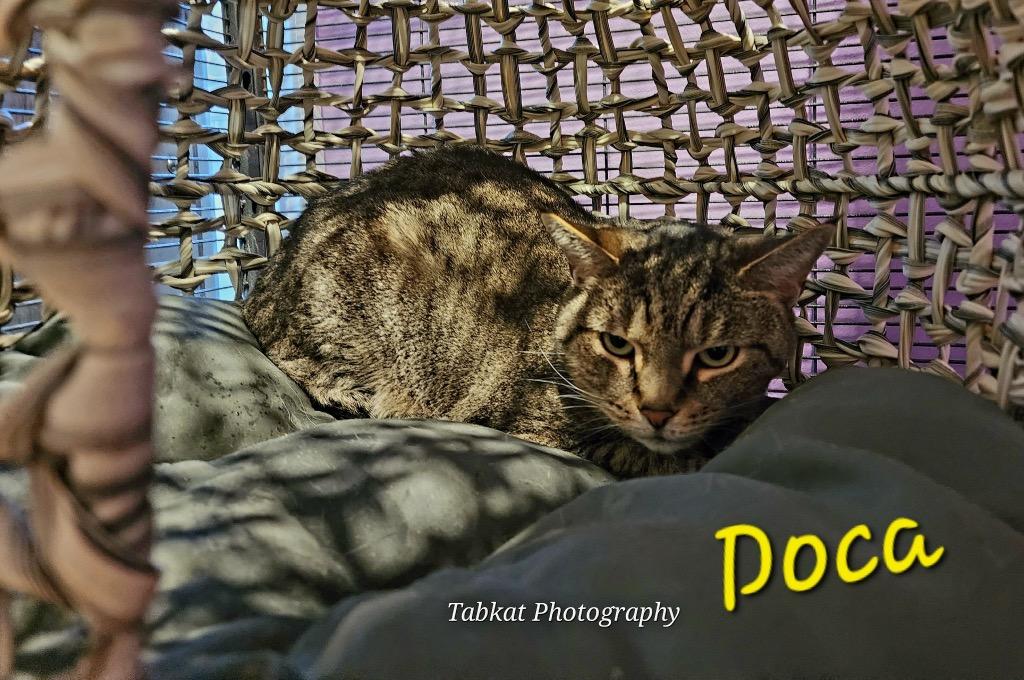 Doca, Adoptable, Adult Female Domestic Short Hair.