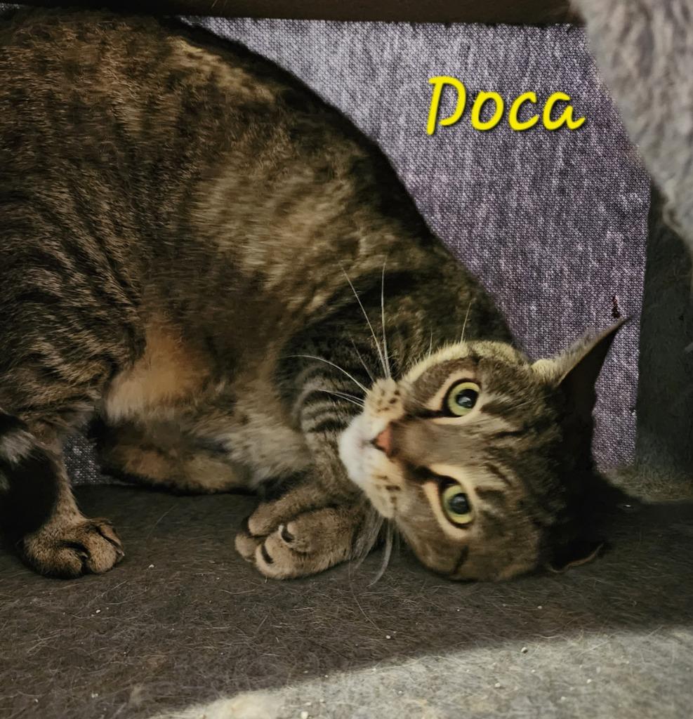 Enlarge Doca, a Adoptable mixed breed in Cambridge, MD image 3/5