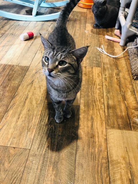 Doca, Adoptable, Adult Female Domestic Short Hair.