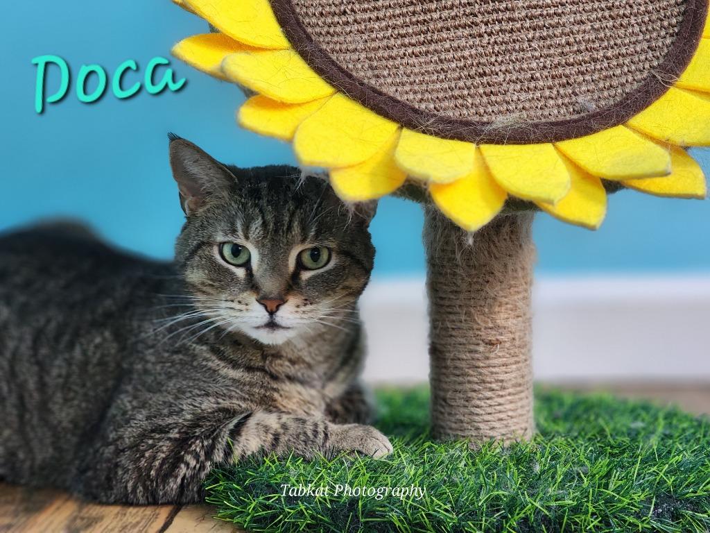 Enlarge Doca, a Adoptable mixed breed in Cambridge, MD image 4/5